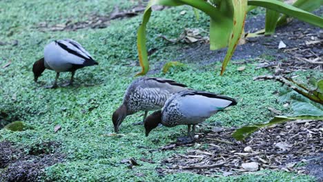 two ducks eating food in a zoo