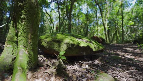 Ein-Moosbedeckter-Felsen-Und-Baum-In-Einem-Wunderschönen-Wald-In-Südamerika