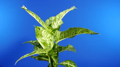 passing tropical broad-leafed plant - bluescreen for compositing