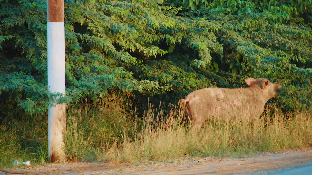 캐리비안 큐라소의 길가에 있는 야생 돼지, 가시 식물을 방목하다