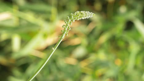 material de archivo vertical - la pequeña flor blanca sobre fondo verde borroso