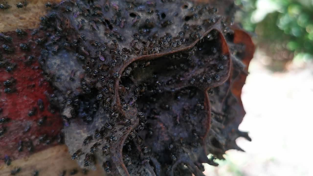 entrada de abejas sin aguijón con propóleos formados