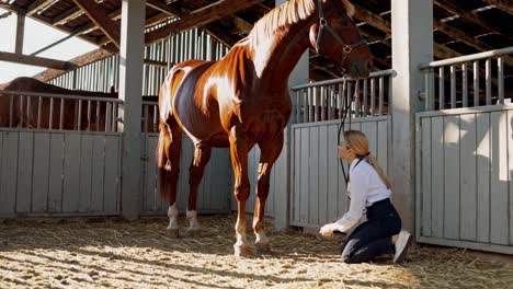 veterinarian examining horse in stable