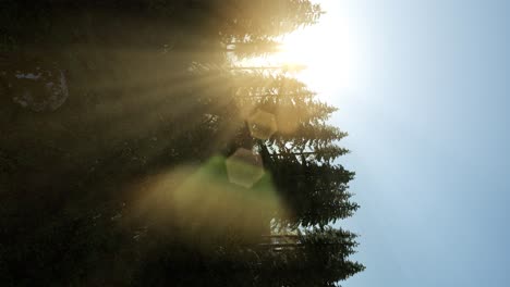 sun beams through trees