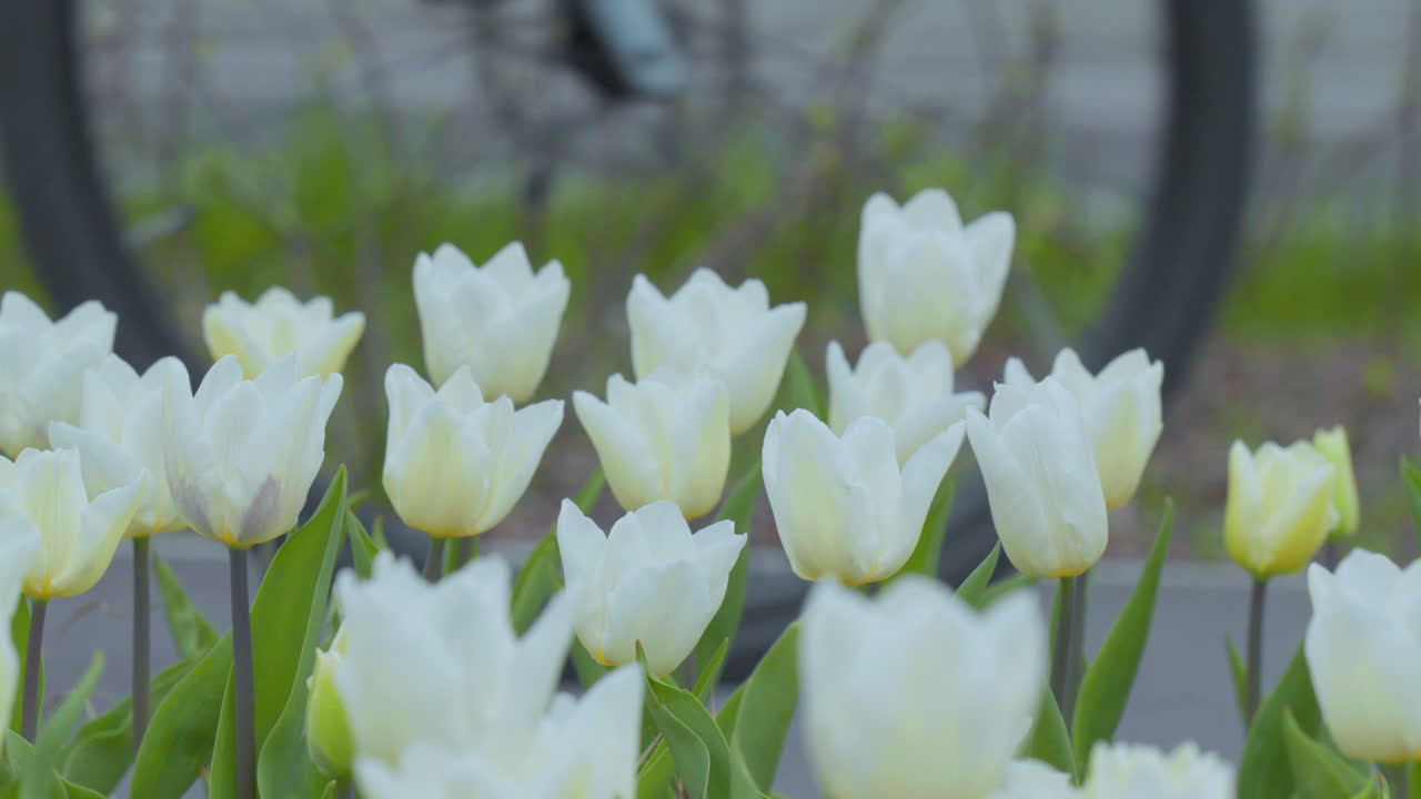 los tulipanes blancos florecen vibrantemente, agrupados estrechamente en un lecho de jardín, mostrando pureza y simplicidad en su entorno de primavera