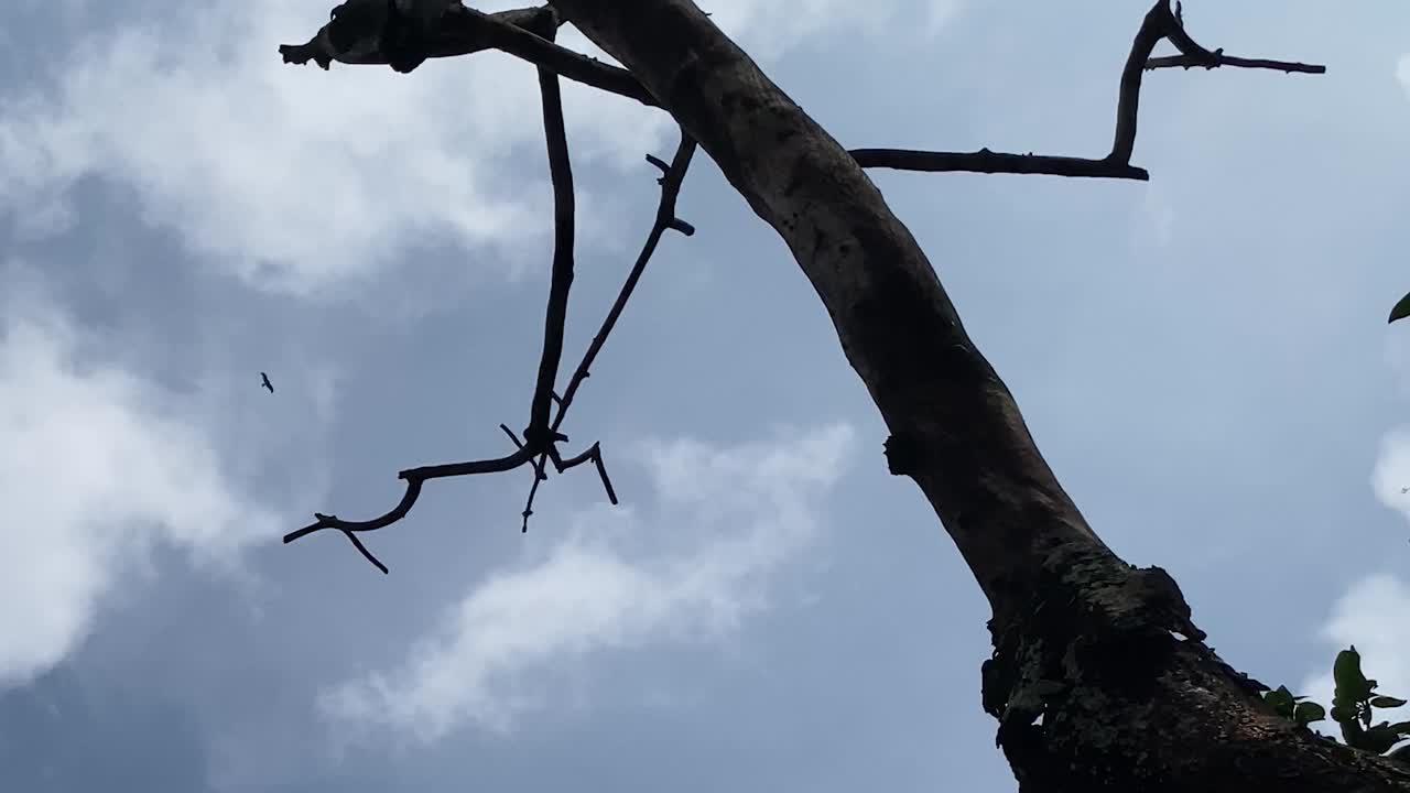 Eagle Birds flying high in the sky over a dead tree. A butterfly flying also at the last