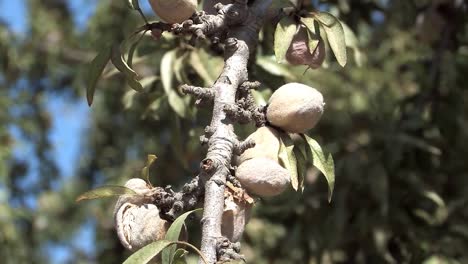 Nahaufnahme-Von-Mandeln-Am-Baum,-Kalifornien,-USA