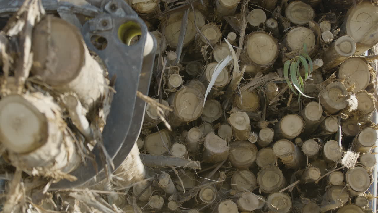 발톱이 유칼립투스 통나무를 더미에 떨어뜨릴 때 톱밥이 불고, 60fps, 클로즈업