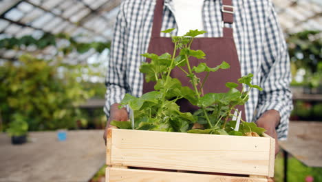 gardener holding wooden crate of plants in greenhouse
