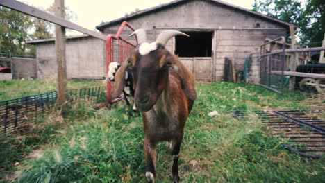 slow motion shot of goats walking towards the camera