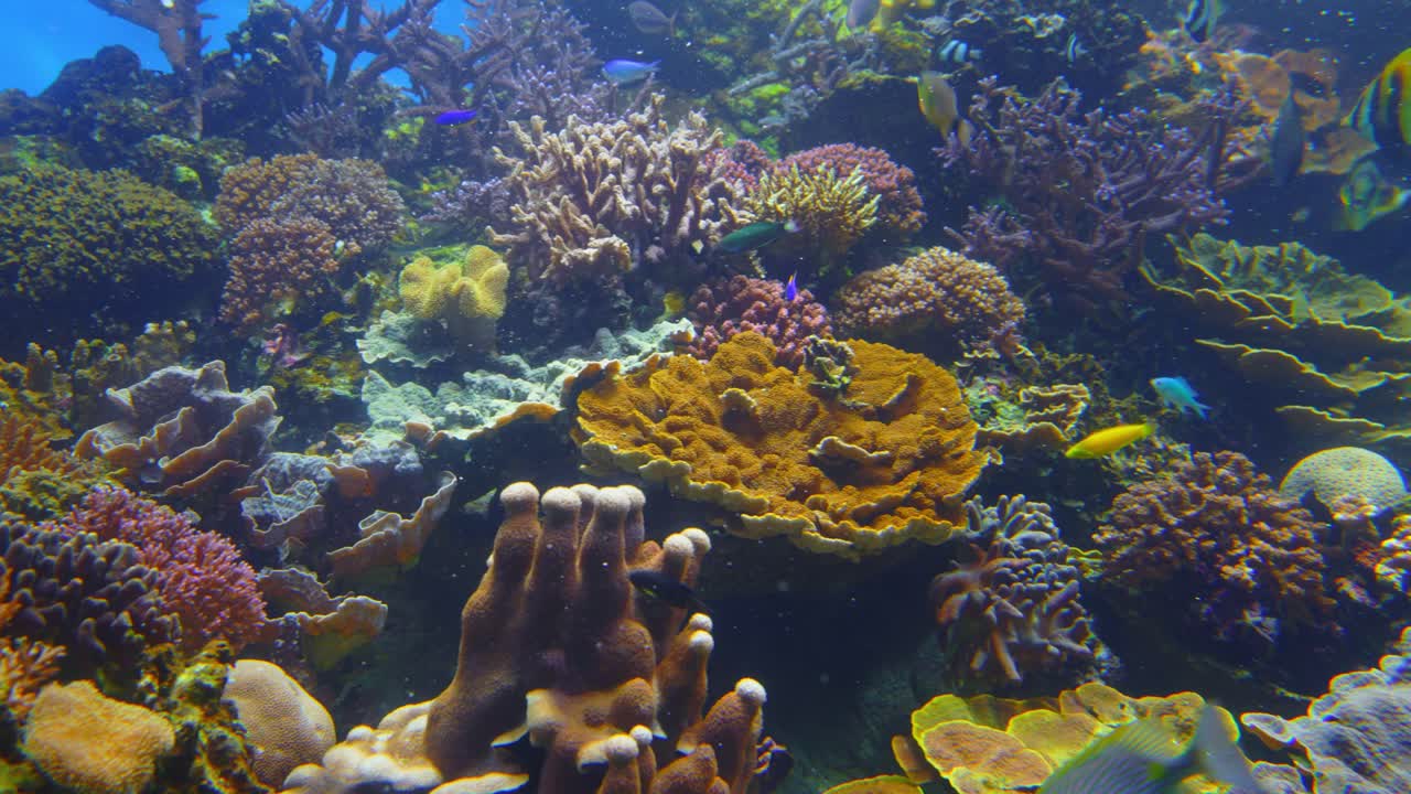 primer plano de un arrecife de coral, un ecosistema submarino caracterizado por corales formadores de arrecifes