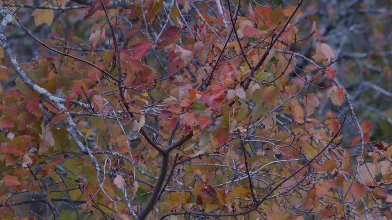 나무 가지 에 있는 가을 잎