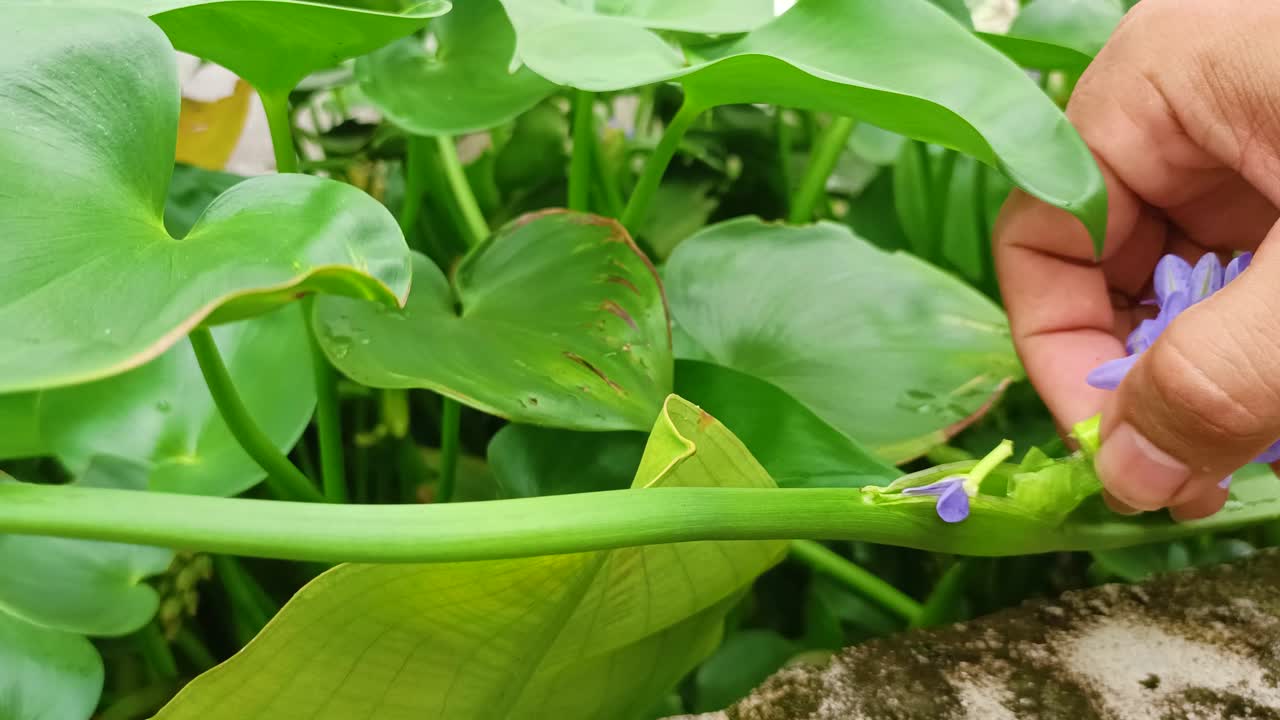 cerca de las manos recogiendo flores azules