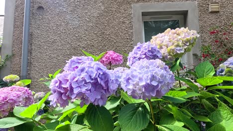 vibrant hydrangeas in a fife garden setting