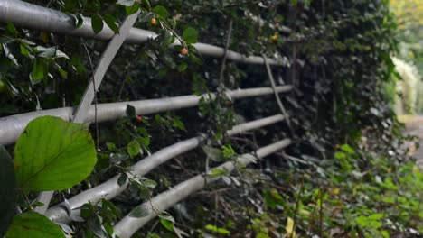 Pan-of-country-gate-overgrown-with-leaves-and-berries