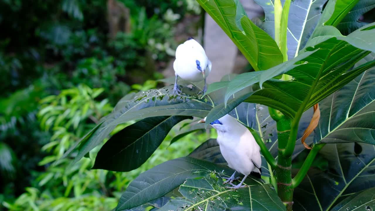 Bali myna (Leucopsar rothschildi)