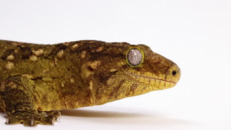 tokay gecko close up on face - side profile - isolated against white background