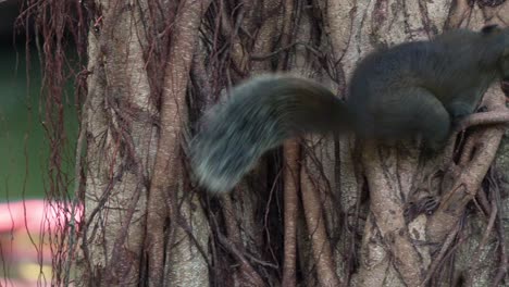 un alimentador oportunista, la ardilla de pallas es vista moviéndose por el árbol, investigando los agujeros de los árboles en busca de alimento escondido, movimiento portátil de primer plano