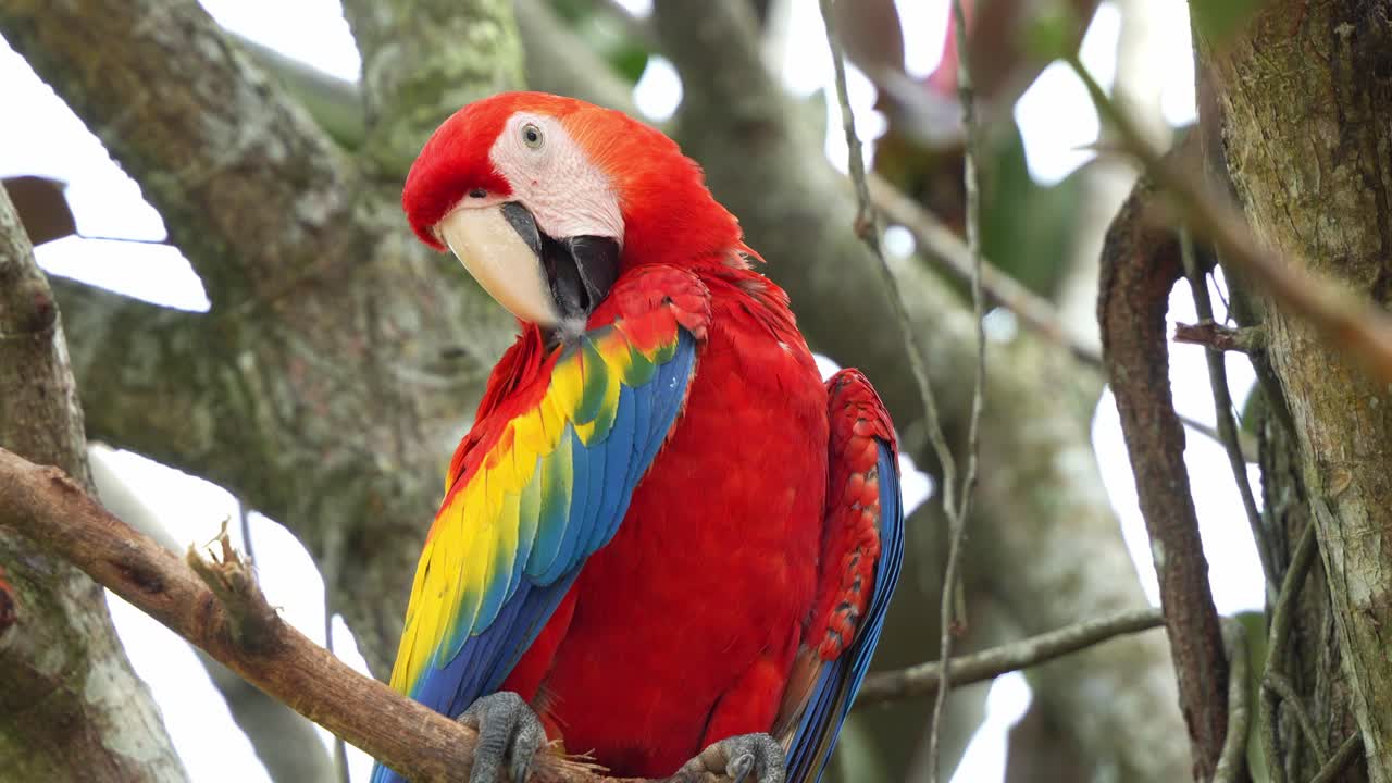una foto de cerca de un guacamayo escarlata, ara macao, encaramado en una rama de árbol, limpiando y arreglando sus plumas de las alas, una especie que sufrió la extinción local debido a la captura para el comercio ilegal de loros