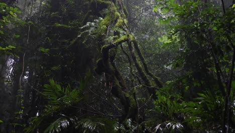 a journey through a dense, mist-covered rainforest