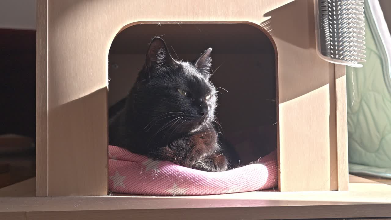 A minimalist shot of a contented black cat nestled in its simple, comfortable indoor cat house, bathed in soft light.
