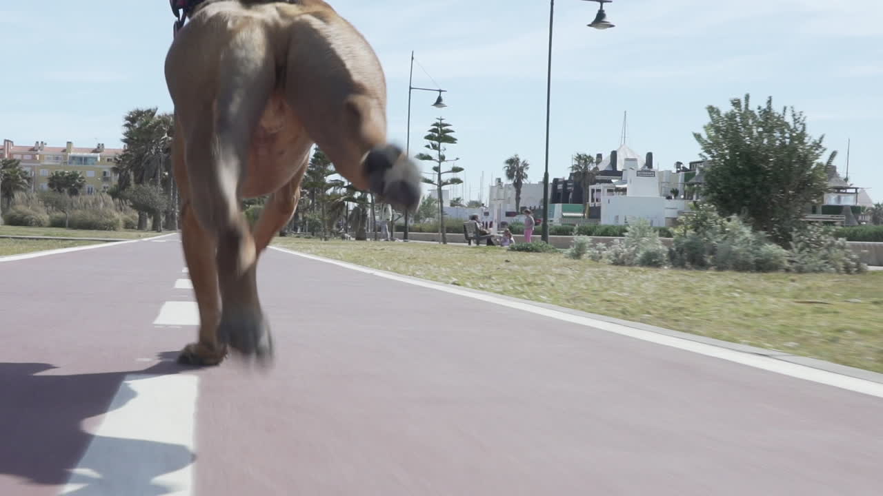 Boxer dog running, slow motion tracking shot