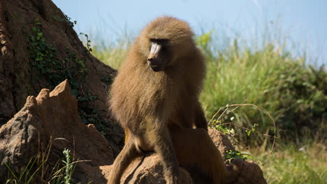 Baboons-in-nature-setting