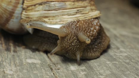 Ultra-macro-shot-of-a-snail,-4K