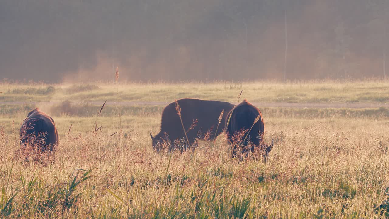 Three bison steaming in golden morning light graze on prairie grass