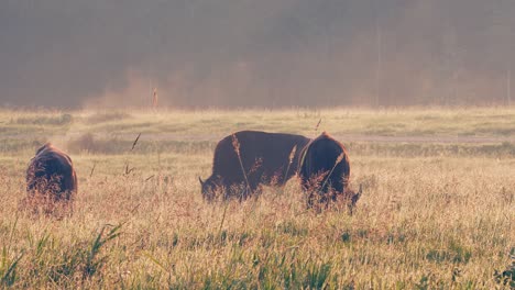 three bison steaming in golden morning light graze on prairie grass