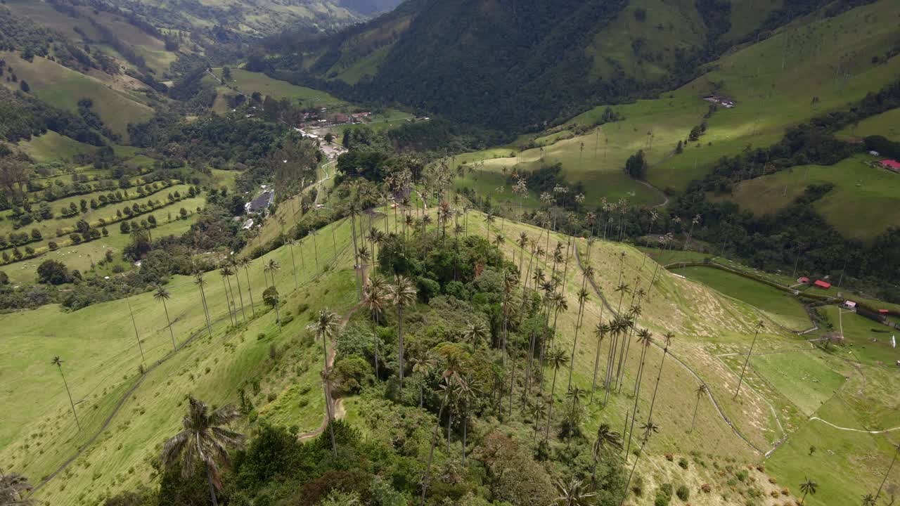 A panoramic aerial tiltdown along ridgeline of Cocora Valley, highlighting wax palms and green rolling hills