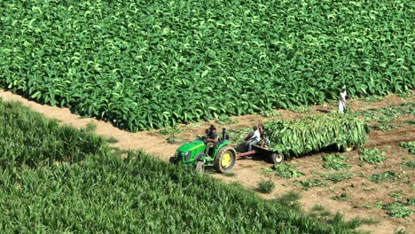 tractor with amish children sitting on trailer with collected tobacco leaves. countryside farm fields in pennsylvania at summer season. working amish family on field. aerial tracking shot.