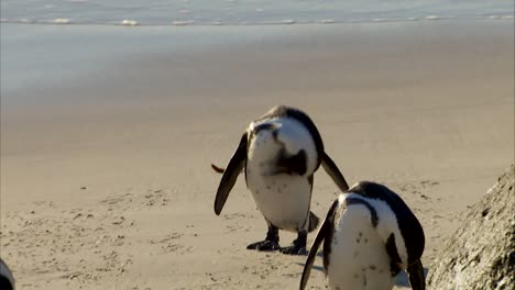 Boulders-Beach-Penguin-Colony,-Simonstown