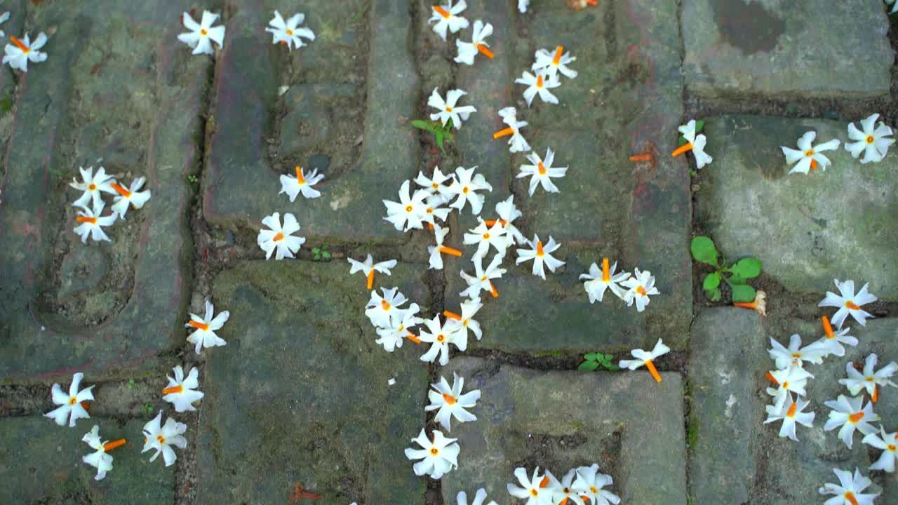 밤 재스민, 슬리 또는 셰팔리 꽃은 가을 시즌에 사라디야 또는 두르가 푸자 축제의 상징 꽃입니다