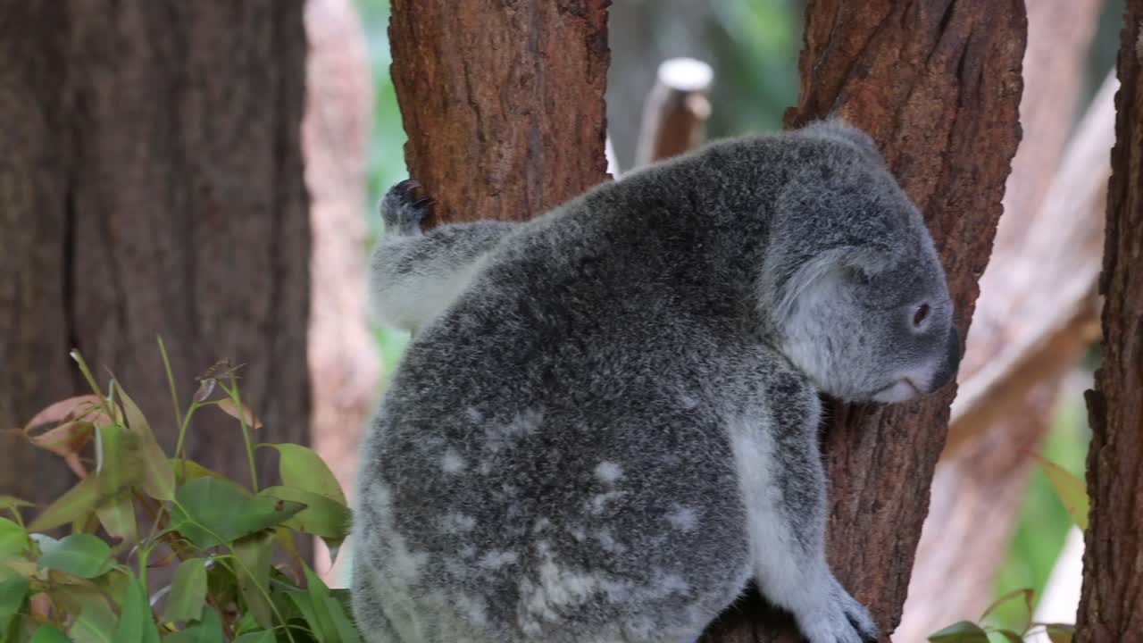 el koala sube al árbol, mostrando un comportamiento natural