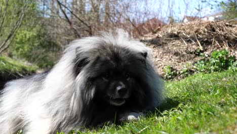 a happy keeshond dog lies on a green meadow and eats white bread