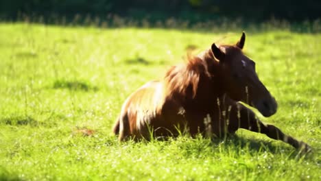 a beautiful horse in a serene pasture lying gracefully on lush green grass, capturing the essence of tranquility and nature's splendor