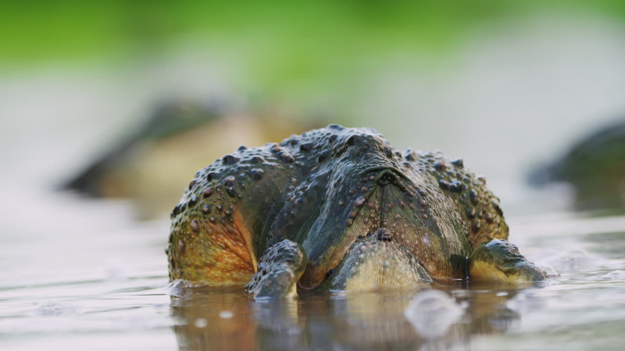 민물 연못에서 짝짓기하는 아프리카 황소개구리의 암플렉서스 위치