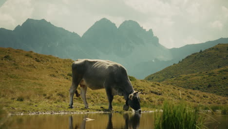cow drinking at mountain lake