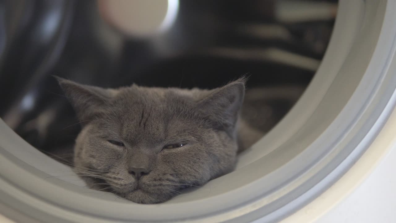 고양이가 세탁기에 잠을 자고 있다