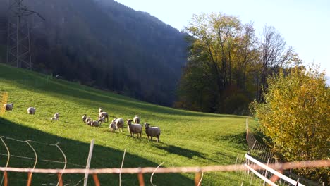 one lamb is running away, the others lambs are following him