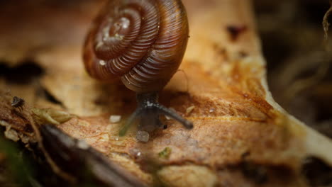caracol redondeado que se arrastra sobre la basura de hojas en una toma macro