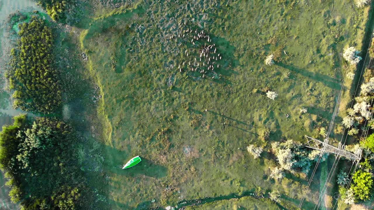 vista superior de un gran rebaño de cabras cerca de la orilla del lago durante el amanecer