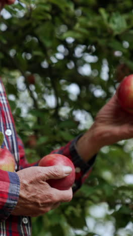 cropped image of a man in checkered shirt gathering apples. farmer holds few freshly picked fruit in hands. vertical video