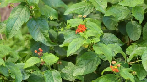 Close-up view of bright orange flowers surrounded by lush green foliage.