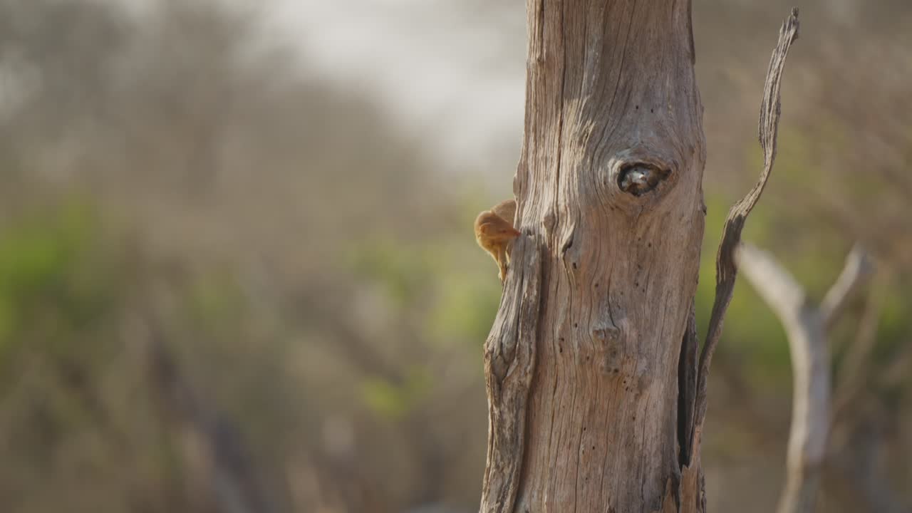 Slender mongoose forages on a tree trunk, prying loose dead bark to hunt insects. Slow motion wildlife behavior with soft bokeh background, natural light, and documentary feel