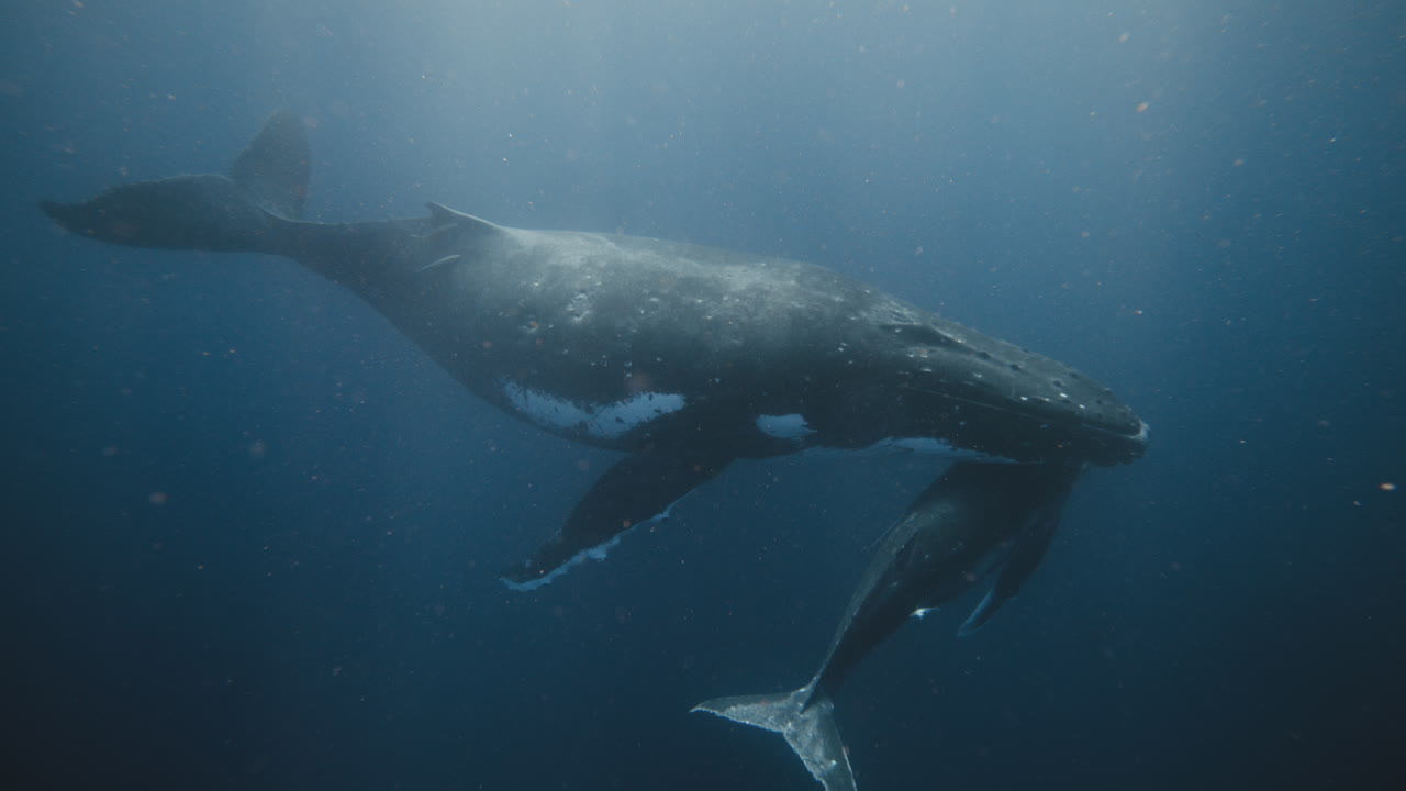 Underwater View Over A Pair Of Humpback Whales Resting Beneath The South Pacific Ocean