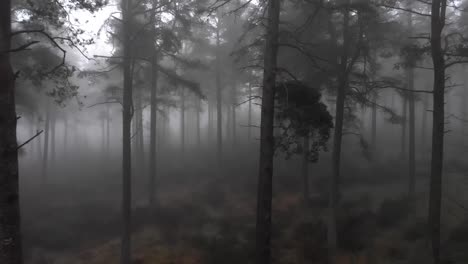 pov natural forest mountain tall fir trees in mist and fog early in the morning