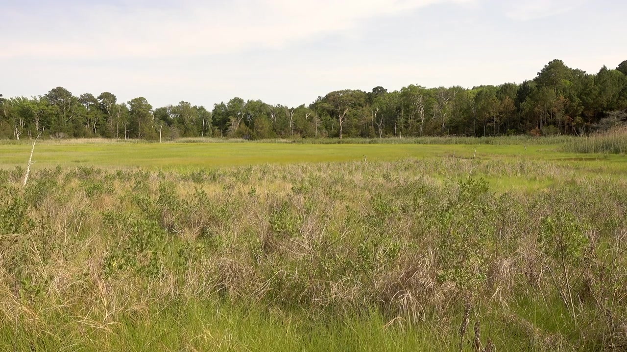 Skov og vådområder på Assateague Island.