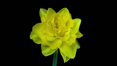 narcissus. blooming of beautiful yellow flowers on black background, daffodil. timelapse. 4k. wedding background, valentines day, mother's day, spring, easter.